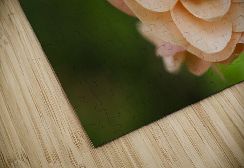  Peach Quince with  Leaves Flower Macro Iris H Richardson puzzle