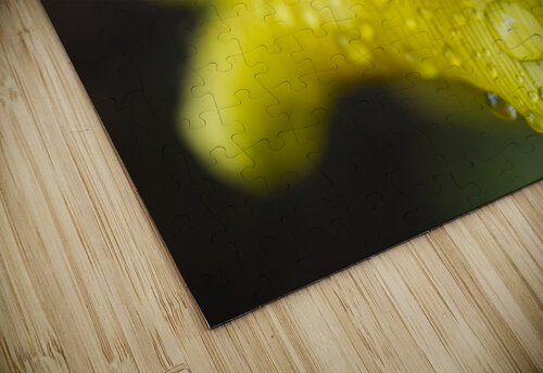 YellowTulip with Raindrop Macro  Iris H Richardson puzzle