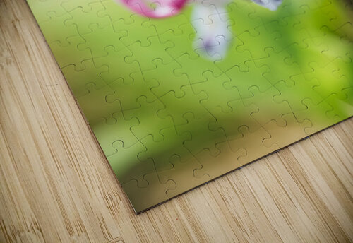 Asian Bleeding Heart Flower Vertical Iris H Richardson puzzle