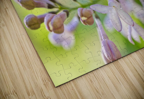 Lavender Lilac Flowering Macro Iris H Richardson puzzle