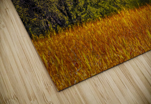 Light Green Trees of Early Spring Norma Brandsberg Photography puzzle