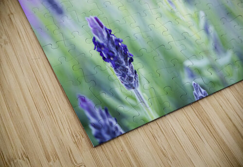Purple Lavender Flower Macro Iris H Richardson puzzle
