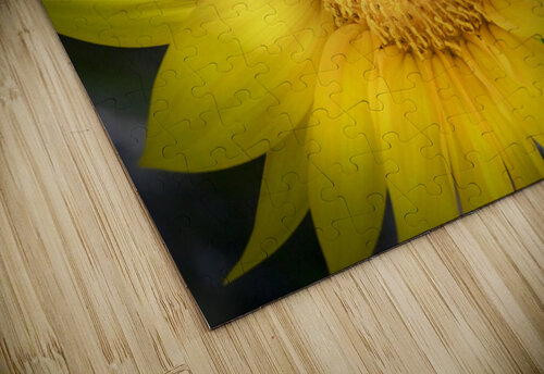 Happy Sunflowers Helianthus X3 1 Rich Franco puzzle
