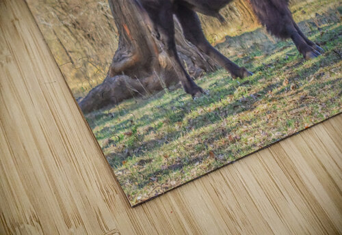 Under The Old Elm Tree Susan Diann Photography puzzle