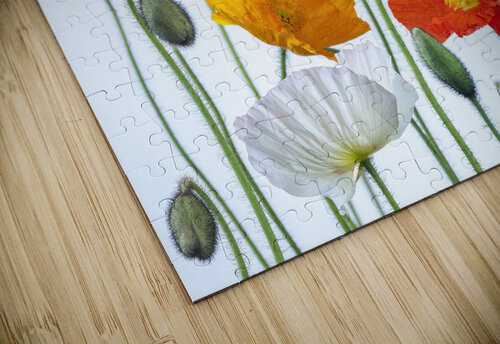 Multi coloured Poppies Assaf Frank puzzle