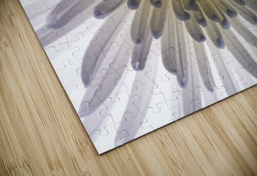 Chrysanthemums Assaf Frank puzzle