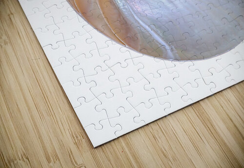 Natural Nautilus Seashell On White Gill Billington puzzle