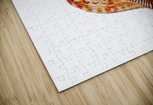 Triton Shell On White Vertical Gill Billington puzzle