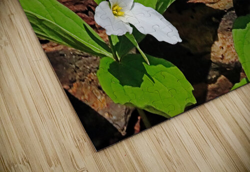 Trillium In The Woods Deb Oppermann puzzle