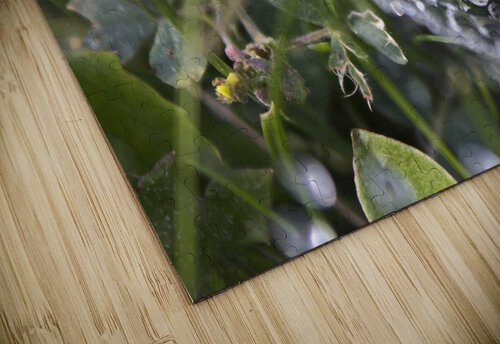 Webbed droplets Dustin Rogers puzzle