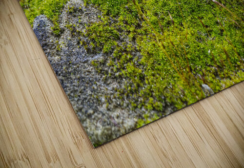 Ancient Wall With Moss Iris H Richardson puzzle