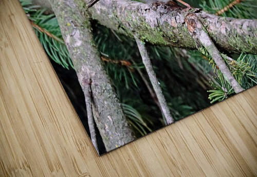 White Crowned Sparrow In Spruce Tree Deb Oppermann puzzle