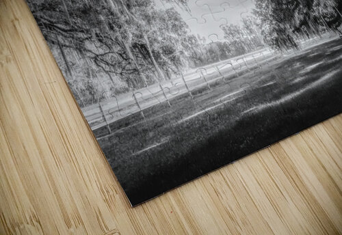 Oak Allee Tunnel of Light Norma Brandsberg Photography puzzle