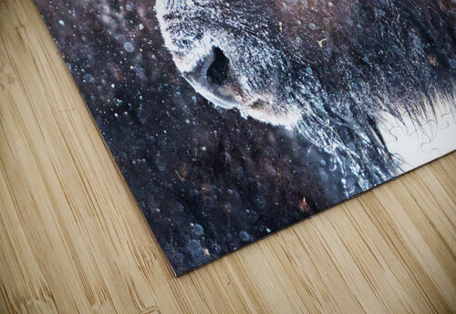 Young Buffalo II Cat van Kay puzzle