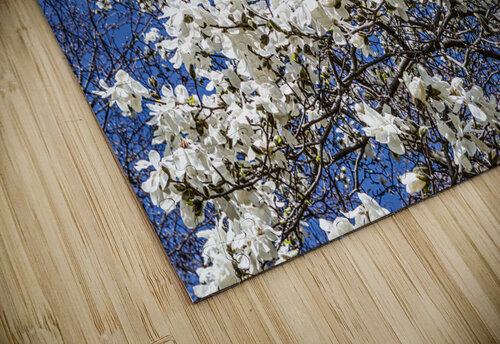 Mature Magnolia Mamma Thea Menagh puzzle