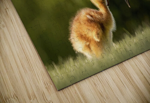 Sandhill Crane Colt - Yum Dave Veith puzzle
