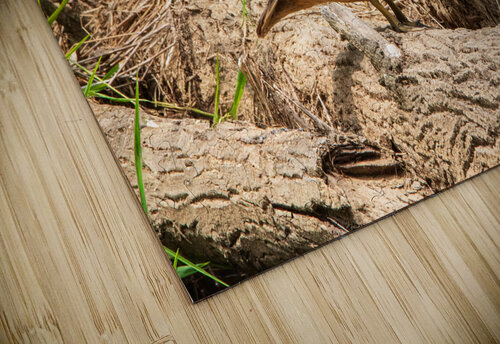 Wood Duck on a Log Chad Meyer puzzle