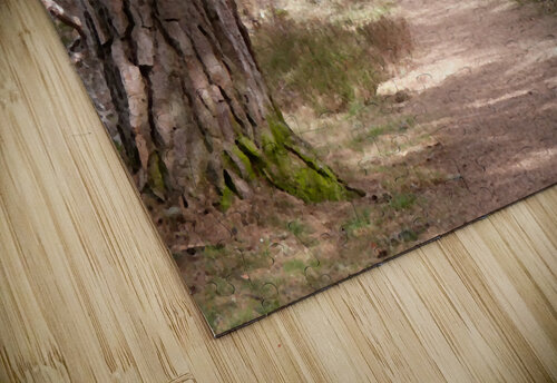  A Walk in Nature in the Scottish Highlands Catriona Roberts Nature Photography and Designs puzzle