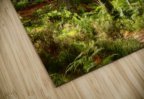 Sunny Nature Path in the Scottish Highlands   Catriona Roberts Nature Photography and Designs puzzle