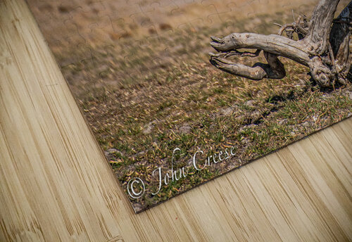 African Fish Eagle JohnCreesePhotography puzzle