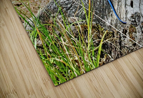 Lizard And Dragonfly Deb Oppermann puzzle