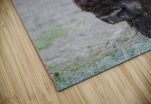 Buffalo head Andy Crawford puzzle