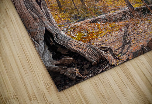 Autum Forest DirtyBirdStudio puzzle