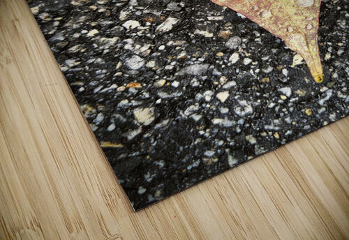 Natures Jewelry on a Rainy Day - Maine Botanical Wall Art George Baines Maine Photos puzzle