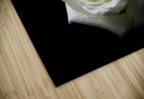 White Rose JLW Photos puzzle