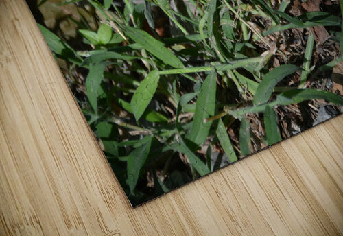 Black Swallowtail Butterfly JLW Photos puzzle