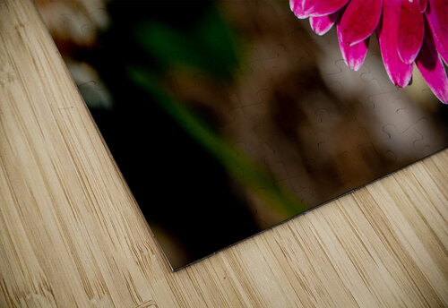 Garvinae Sweet Fiesta Gerber Daisy JLW Photos puzzle