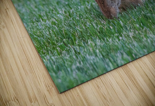 Backyard Bunny - Eye On Me Chad Meyer puzzle