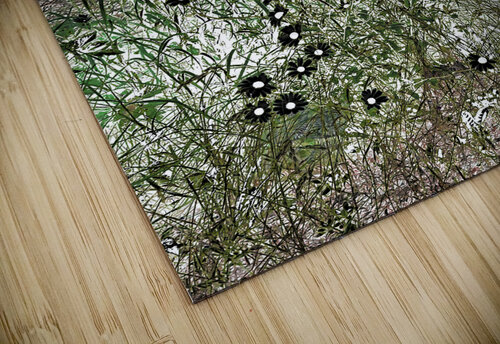 Summer Daises and Grass Catriona Roberts Nature Photography and Designs puzzle