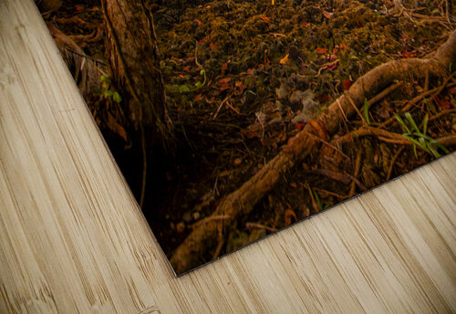 Meandering through the Costa Rica Jungle Beach Norma Brandsberg Photography puzzle