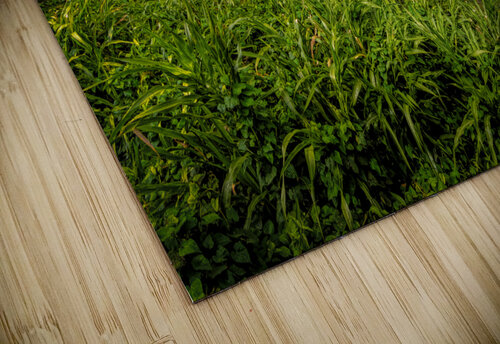 Costa Rica Colors of the Rainforest Norma Brandsberg Photography puzzle