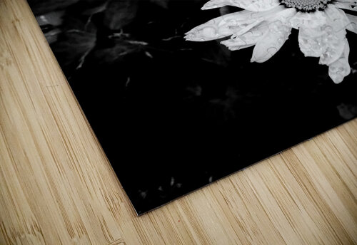 Daisy Flowers in High Contrast Black and White Catriona Roberts Nature Photography and Designs puzzle