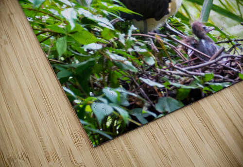Tri-colored Heron Nesting Norma Brandsberg Photography puzzle