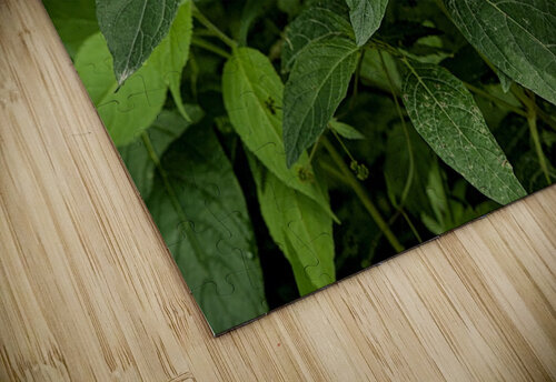 2024 Portfolio 38 Jesse Schilling puzzle