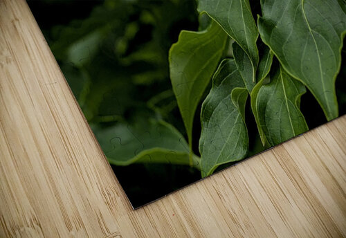 2024 Portfolio 25 Jesse Schilling puzzle