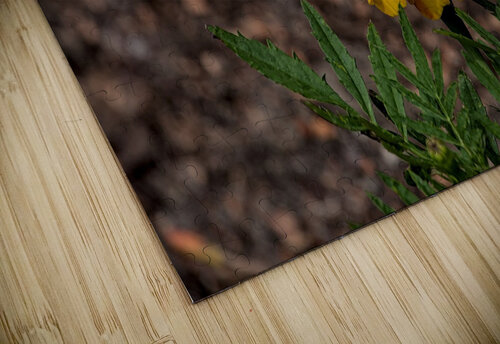 2024 Portfolio 45 Jesse Schilling puzzle