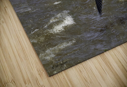 11307 Great Blue Heron  Ardea herodias John Gilsenan  puzzle