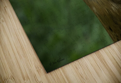 11315 A Real Cobra Chicken John Gilsenan  puzzle