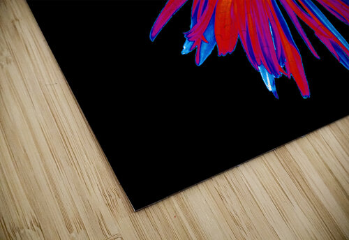 Abstract Brightly Coloured Daisy Flower Catriona Roberts Nature Photography and Designs puzzle