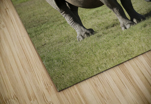 large rhino in the park 2 Valentin Catargiu puzzle