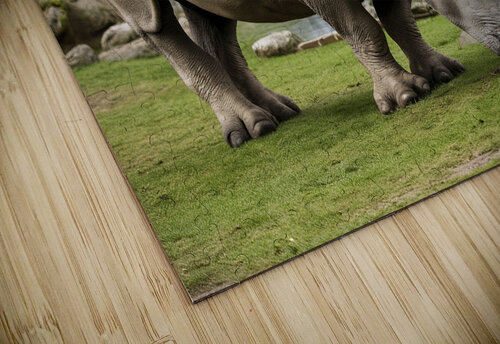 large rhino in the park 3 Valentin Catargiu puzzle