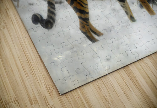 A Tiger Prowling In The Snow 1912  Row One Brand puzzle