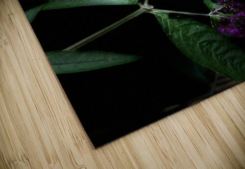 Butterfly in the Darkness Catriona Roberts Nature Photography and Designs puzzle