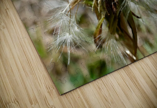 Dandelion Seeds Close Up Impressionistic Design   Catriona Roberts Nature Photography and Designs puzzle
