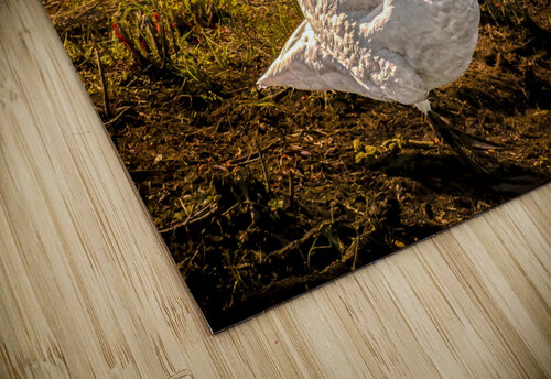 Tundra Swan Quizzical Face Norma Brandsberg Photography puzzle