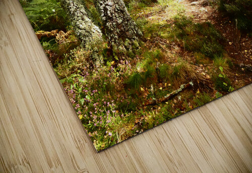 A Walk Through the Scottish Highlands  Catriona Roberts Nature Photography and Designs puzzle